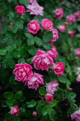 Bright pink roses bloom after a refreshing rain in a lush garden setting, showcasing nature's beauty and vibrant colors