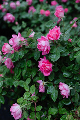 Beautiful blooming pink roses covered in droplets in a garden during a light rain