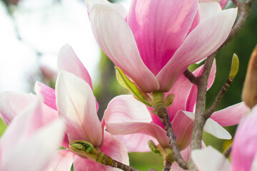 Fototapeta premium close up of beautiful pink magnolia flowers in the garden