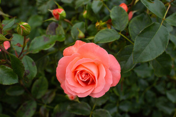beautiful pink rose growing in the garden