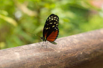 beautiful colorful butterfly in the garden on a flower