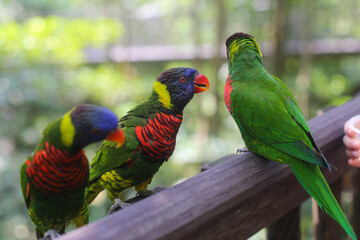 beautiful colored Rainbow Lorikeet Parrot in the zoo sitting on a stick