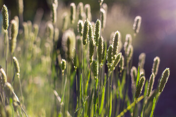close-up of spikes of wheat seeds in the field