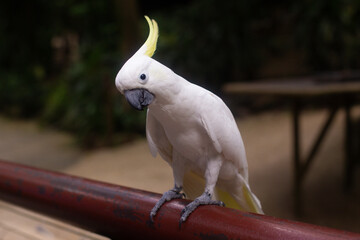 a large white cockatoo parrot with a yellow mohawk