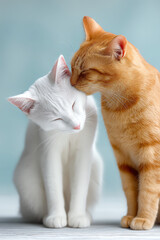 Two cats, one white, the other orange, sitting close to each other on a pastel blue background