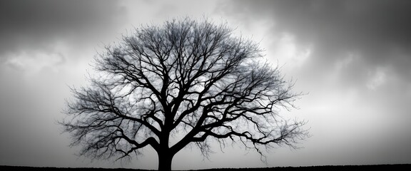 Silhouette of a Bare Tree Against a Stormy Sky