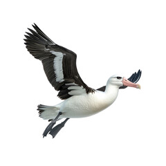 Obraz premium Black-browed Albatross in Flight Against Transparent Background