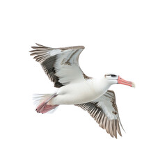 Obraz premium Waved Albatross in Flight Against Transparent Background