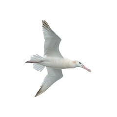 Obraz premium Graceful Flight of a White-morph Southern Royal Albatross in Oceanic Setting