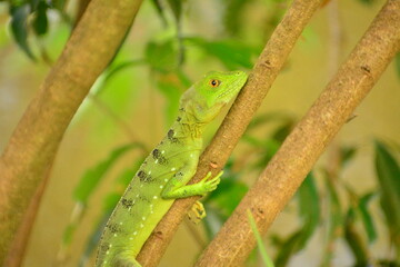 lagartija en Tortuguero Costa Rica