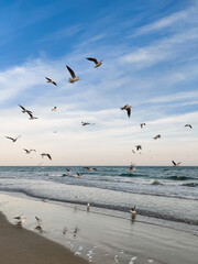 many seagulls fly on the sea coast