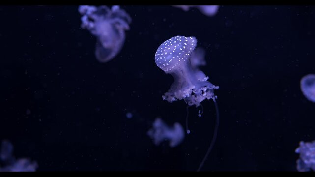 jelly fish swims with circles