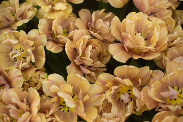 beautiful colorful tulip flowers are growing in the garden