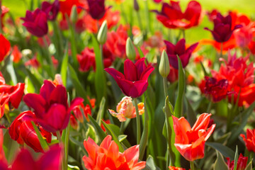 beautiful colorful tulip flowers are growing in the garden