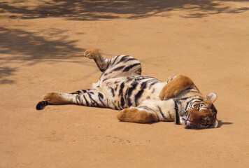 Obraz premium a beautiful big tiger is resting and walking around the zoo