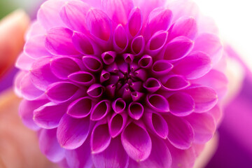 close up of a beautiful Dahlias flower in the garden