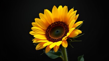 Fototapeta premium close sunflower bright yellow petals dark brown center sunflower full bloom petals radiating outward star like pattern center flower deep blue green color hint orange flower surrounded green leaves