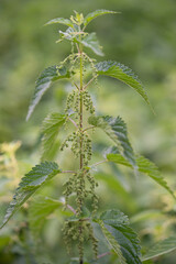 beautiful green nettle plant in sunlight outdoors