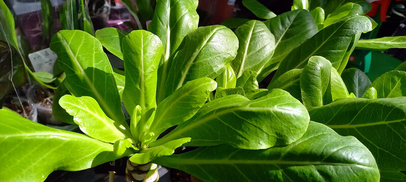 Fototapeta Close-up of a healthy green Brighamia plant, also known as Hawaiian palm, growing indoors. Bright natural light highlights its thick, glossy leaves.