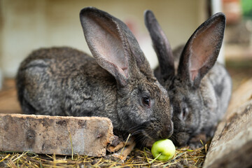 a beautiful grey domestic rabbit is grazing and walking in the enclosure outdoors
