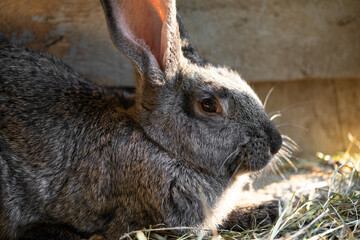 a beautiful grey domestic rabbit is grazing and walking in the enclosure outdoors