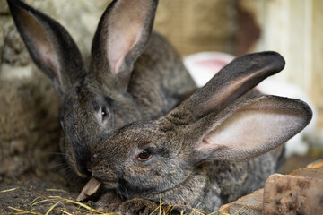 a beautiful grey domestic rabbit is grazing and walking in the enclosure outdoors