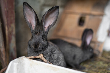 a beautiful grey domestic rabbit is grazing and walking in the enclosure outdoors