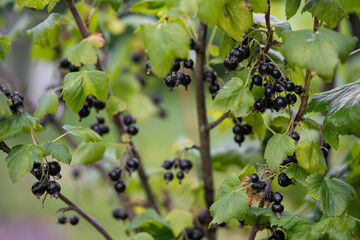 delicious and juicy bunches of blackcurrant berries on bushes in the garden