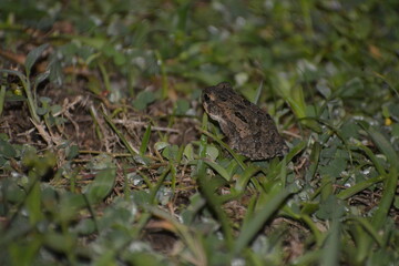 Sapo en Tortuguero Costa Rica