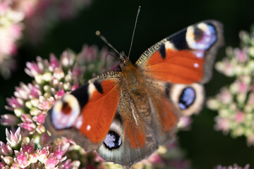 close-up of a butterfly pollinating a flower, collecting pollen
