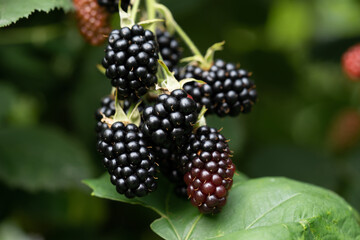 delicious and juicy blackberry fruits on a bush in the garden