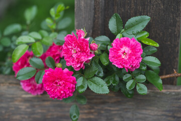 beautiful pink rose growing in the garden