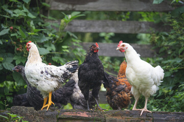 beautiful chickens and roosters outdoors in the yard