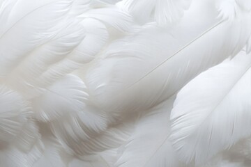 Soft white feathers create a serene and delicate texture, evoking feelings of tranquility and purity in nature's charm