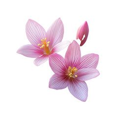 Fototapeta premium Delicate Pink Ipheion Flowers on Transparent Background