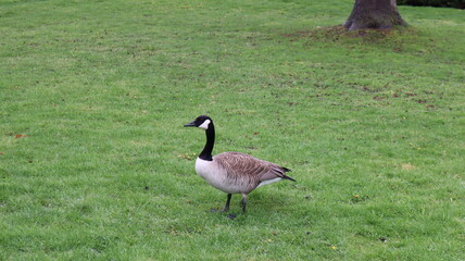A Canada goose standing on a lush green grassy field, it has a distinctive black head and neck with a white patch on its face, its body is covered in brownish-gray feathers highlighting its features.
