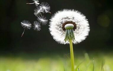 Stunning Dandelion Seeds Blowing in Wind Nature Photography