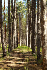Fototapety na wymiar - Fototapeta24.pl
