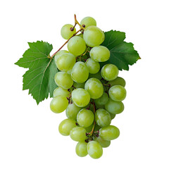 Obraz premium Fresh Green Grapes on the Vine Isolated on Black Background