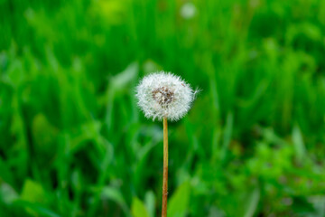 Dandelion in sunlight surrounded by lush green grass