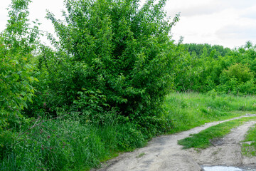 Lush greenery along a winding path in a tranquil natural setting