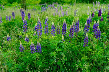 Colorful lupin flowers blooming in a vibrant field during spring