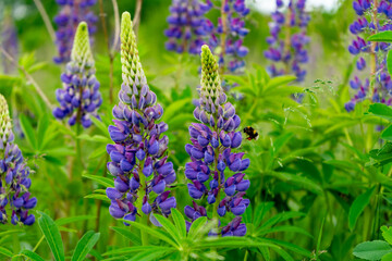 Obraz premium Vibrant purple lupine flowers bloom in a lush green field