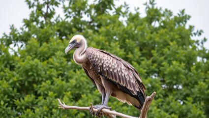 Obraz premium Majestic Cape Griffon Vulture Perched on a Branch