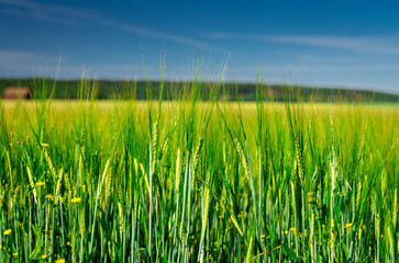 Green Barley Field in Summer Light