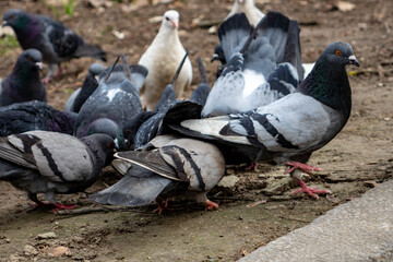Pigeons foraging in a park during a calm afternoon