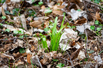 Green shoots emerging from the forest floor during springtime