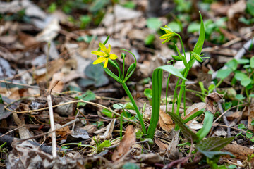 Yellow wildflowers bloom in the forest during spring season