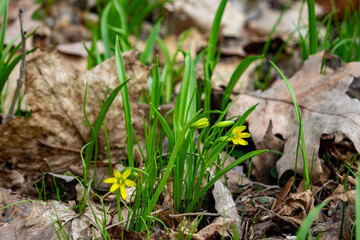 Obraz premium Bright yellow flowers bloom among green grass and brown leaves