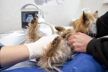 In a modern veterinary clinic, a small dog undergoes an ultrasound on the examination table. Concept: veterinary care, pet health, modern diagnostics.